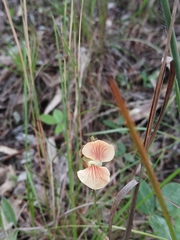 Macroptilium prostratum