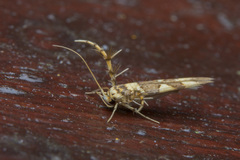 Stathmopodidae