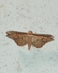 Pharambara splendida