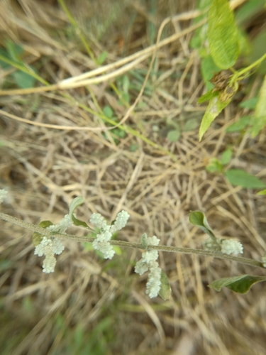 Image of Mountain Knotgrass (Ouret lanata) by (c) Swarochi Tathagath, some rights reserved (CC BY)