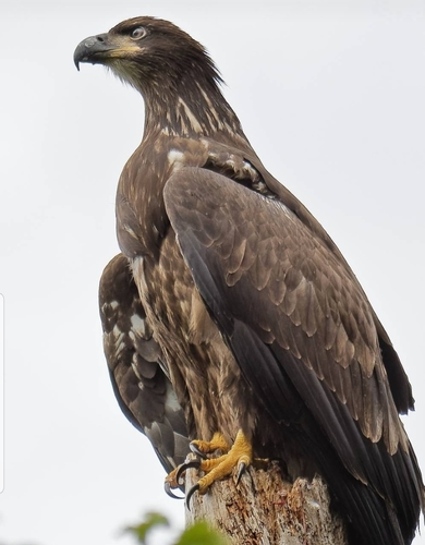 Bald Eagle photographed in Florida