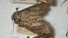 Xestia speciosa