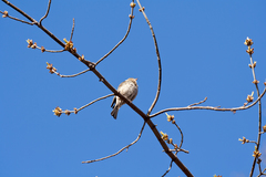 Fringilla coelebs