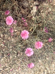 Convolvulus dorycnium