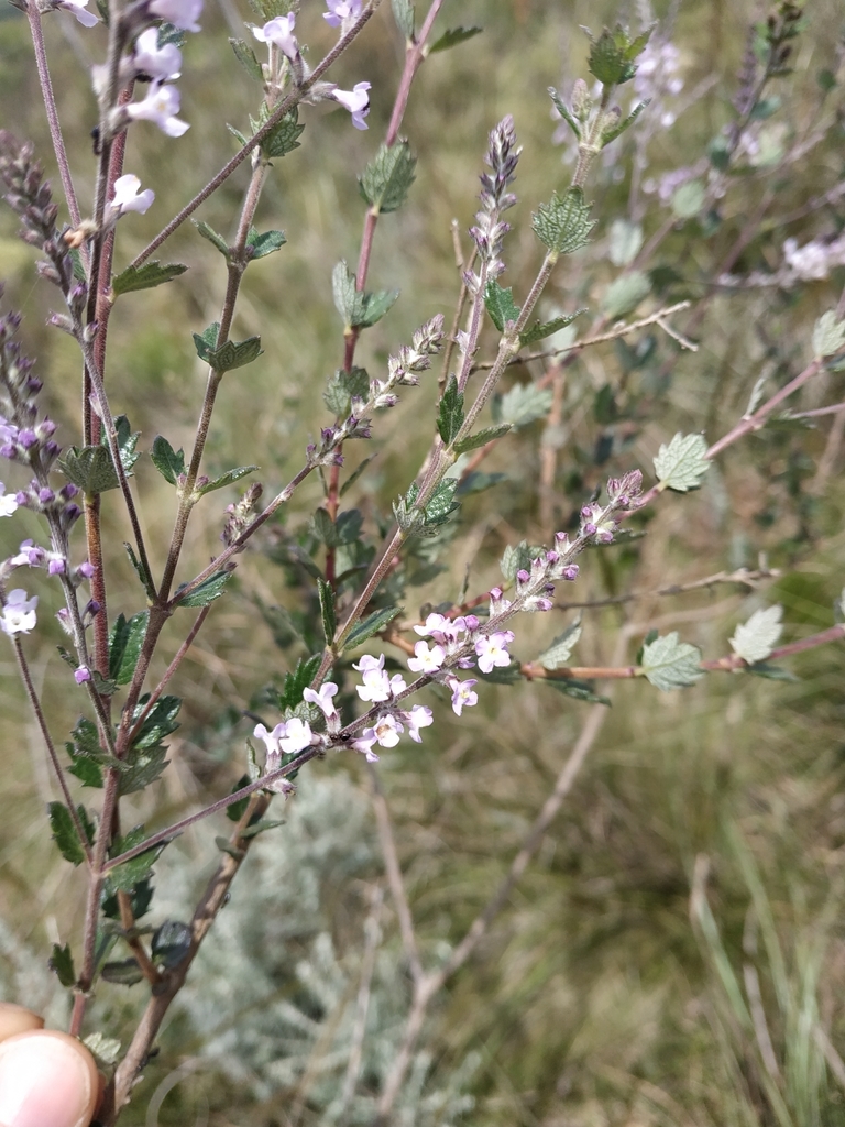 Aloysia chamaedryfolia