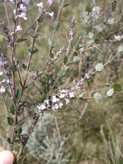 Aloysia chamaedryfolia