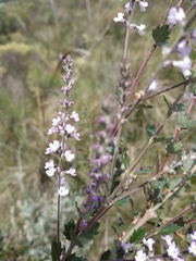 Aloysia chamaedryfolia