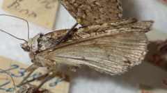 Xestia speciosa
