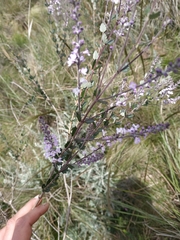 Aloysia chamaedryfolia