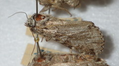 Xestia speciosa