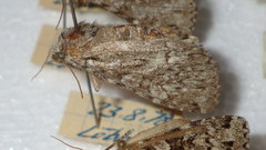 Xestia speciosa