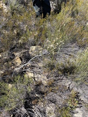 Wahlenbergia neorigida