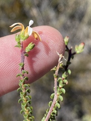 Wahlenbergia neorigida