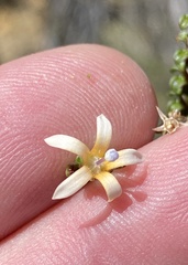Wahlenbergia neorigida