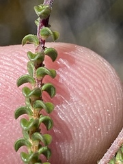 Wahlenbergia neorigida