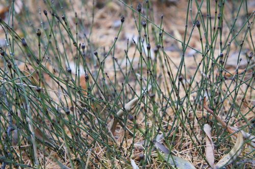 Equisetum scirpoides iNat (3)