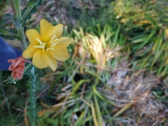 Oenothera mollissima