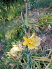 Oenothera mollissima