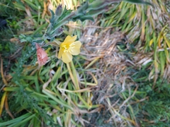 Oenothera mollissima