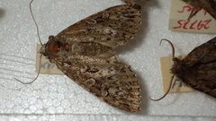 Xestia speciosa