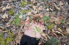 Astragalus schelichowii