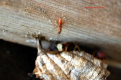 Pachysomoides fulvus