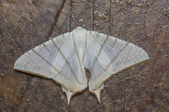 Ourapteryx claretta