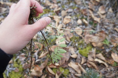 Astragalus schelichowii