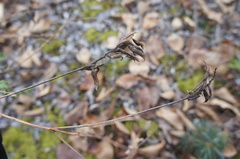 Astragalus schelichowii