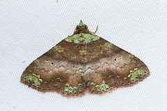 Dunira scitula