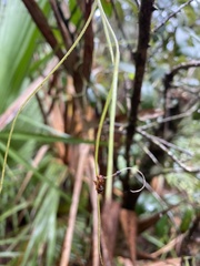 Ophiocordyceps camponoti-floridani