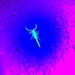 Serradigitus gertschi