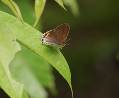 Hypolycaena thecloides