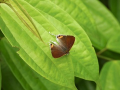 Hypolycaena thecloides