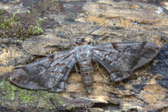 Hypochrosis pyrrhophaeata