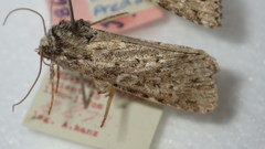 Xestia speciosa