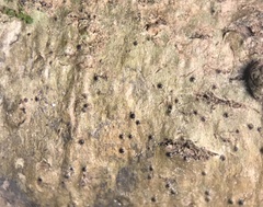 Pseudosagedia cestrensis