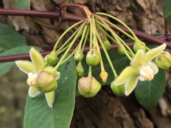 Blepharodon mucronatum