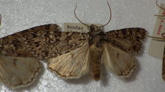Xestia speciosa