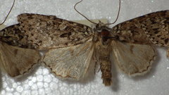 Xestia speciosa