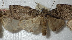 Xestia speciosa