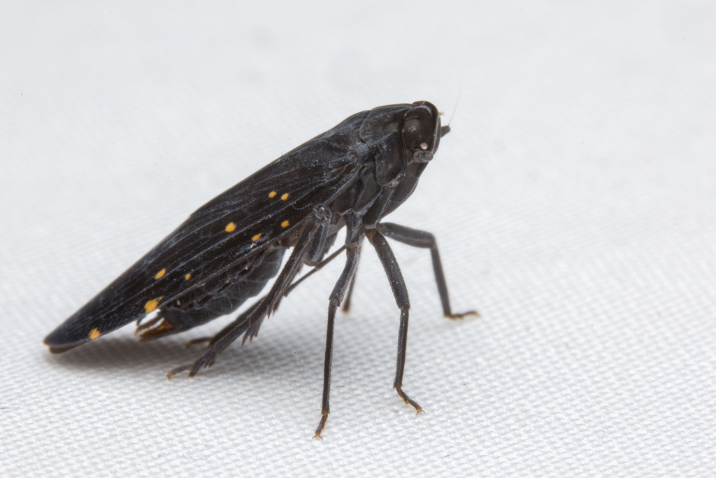 Hebrotasa