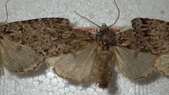 Xestia speciosa