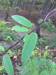 Blepharodon mucronatum