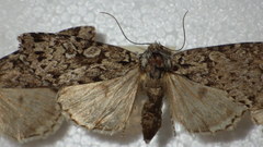 Xestia speciosa