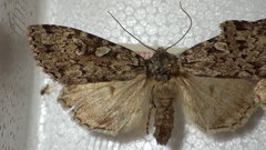 Xestia speciosa