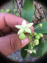 Blepharodon mucronatum