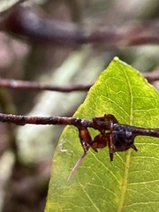 Ophiocordyceps camponoti-floridani