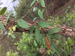 Blepharodon mucronatum