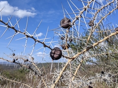 Whistling Thorn (Vachellia drepanolobium)